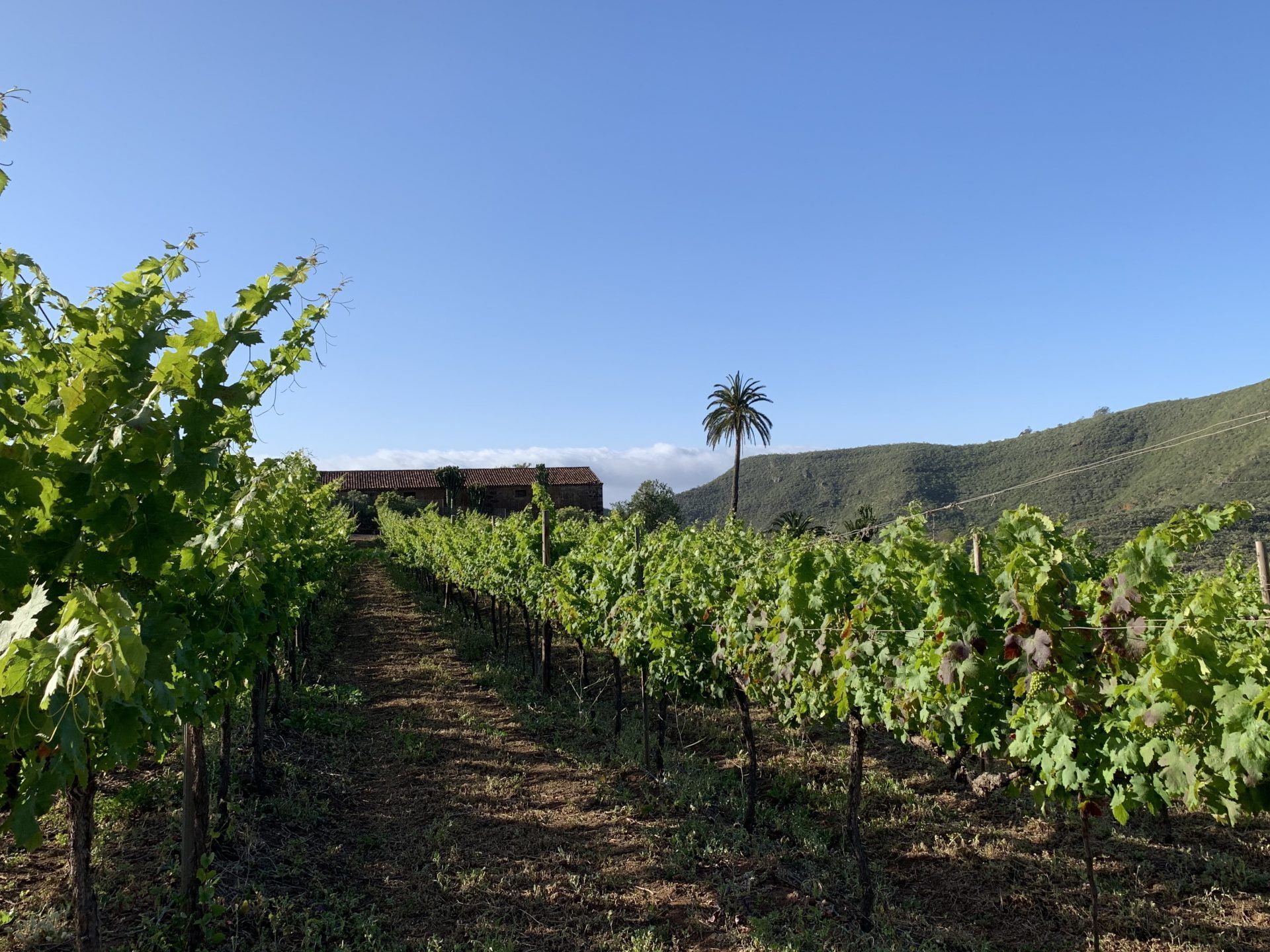 Viñedos