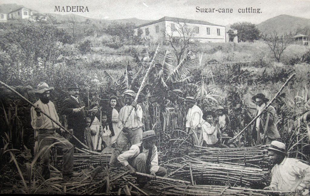 Caña_azucar